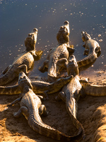 alligator pool Santa Clara Farm, Mato Grosso do Sul (MS), Brazil, South America