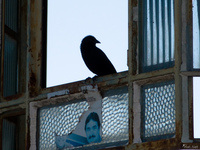 view--raven and politician Santa Clara Farm, Mato Grosso do Sul (MS), Brazil, South America