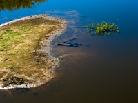 rio negro caiman Santa Clara Farm, Mato Grosso do Sul (MS), Brazil, South America