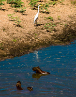capivara hutning white crane stork Santa Clara Farm, Mato Grosso do Sul (MS), Brazil, South America