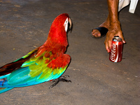 red mccraw and coca cola Santa Clara Farm, Mato Grosso do Sul (MS), Brazil, South America
