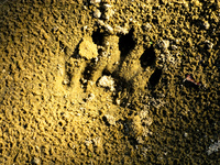 jaguar footprint Santa Clara Farm, Mato Grosso do Sul (MS), Brazil, South America