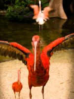 red heron Foz do Iguassu, Puerto Iguassu, Parana (PR), Misiones, Brazil, South America