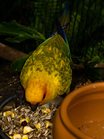 sun parakeet Foz do Iguassu, Puerto Iguassu, Parana (PR), Misiones, Brazil, South America