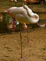 flamingo Foz do Iguassu, Puerto Iguassu, Parana (PR), Misiones, Brazil, South America