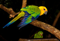 view--colorful parakeet Foz do Iguassu, Puerto Iguassu, Parana (PR), Misiones, Brazil, South America