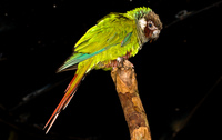 lime parakeet Foz do Iguassu, Puerto Iguassu, Parana (PR), Misiones, Brazil, South America