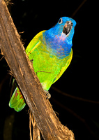 blue headed parakeet Foz do Iguassu, Puerto Iguassu, Parana (PR), Misiones, Brazil, South America