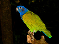 blue headed parakeet Foz do Iguassu, Puerto Iguassu, Parana (PR), Misiones, Brazil, South America