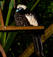 black bird with blue beak Foz do Iguassu, Puerto Iguassu, Parana (PR), Misiones, Brazil, South America