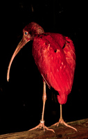 red flaming bird Foz do Iguassu, Puerto Iguassu, Parana (PR), Misiones, Brazil, South America