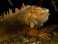 view--iguana Foz do Iguassu, Puerto Iguassu, Parana (PR), Misiones, Brazil, South America