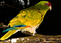 view--golden conures Foz do Iguassu, Puerto Iguassu, Parana (PR), Misiones, Brazil, South America