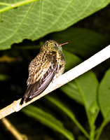 hummingbird Foz do Iguassu, Puerto Iguassu, Parana (PR), Misiones, Brazil, South America