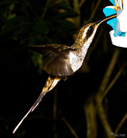 view--hummingbird dipping honey Foz do Iguassu, Puerto Iguassu, Parana (PR), Misiones, Brazil, South America