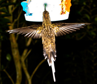 view--hummingbird gathering pollen Foz do Iguassu, Puerto Iguassu, Parana (PR), Misiones, Brazil, South America