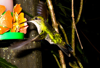 green hummingbird Foz do Iguassu, Puerto Iguassu, Parana (PR), Misiones, Brazil, South America
