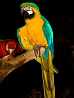 blue-and-yellow macaw Foz do Iguassu, Puerto Iguassu, Parana (PR), Misiones, Brazil, South America