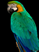 view--blue-and-yellow macaw Foz do Iguassu, Puerto Iguassu, Parana (PR), Misiones, Brazil, South America