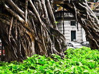 ancient tree Rio de Janeiro, Rio de Janeiro, Brazil, South America