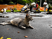 cat guardian Rio de Janeiro, Rio de Janeiro, Brazil, South America