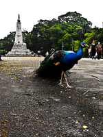 20091112144416_proud_peacock