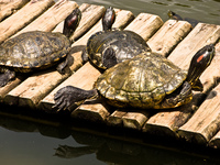 jardim turtles Rio de Janeiro, Rio de Janeiro, Brazil, South America