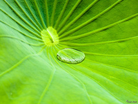 view--waterlily raindrop Rio de Janeiro, Rio de Janeiro, Brazil, South America