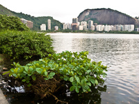 lagoa de freitas Rio de Janeiro, Rio de Janeiro, Brazil, South America