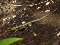 urca lizard Rio de Janeiro, Rio de Janeiro, Brazil, South America