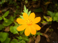 view--orange flower Rio de Janeiro, Rio de Janeiro, Brazil, South America