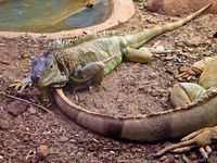 museu biologico Sao Paulo, Sao Paulo State, Brazil, South America