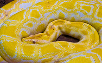 albino burnese python Sao Paulo, Sao Paulo State, Brazil, South America