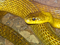yellow billed puffing snake Sao Paulo, Sao Paulo State, Brazil, South America