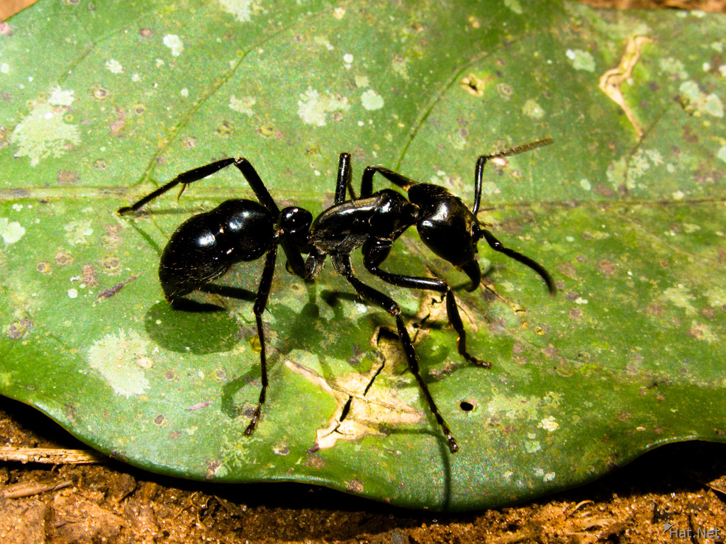 view--tiger ant