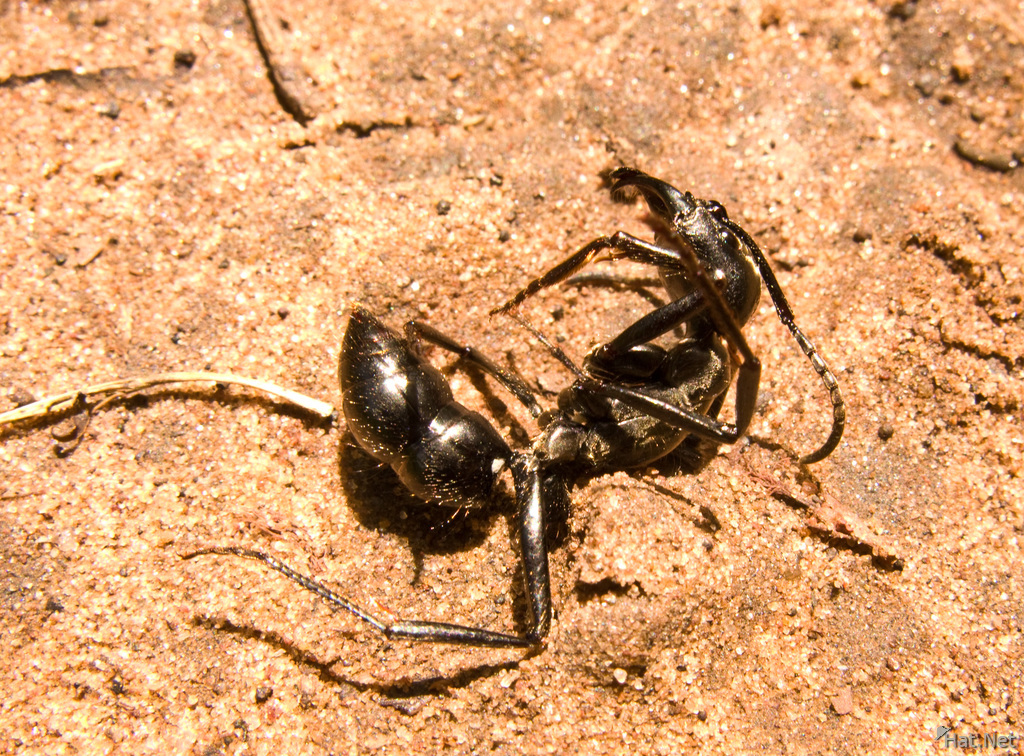 dead tiger ant