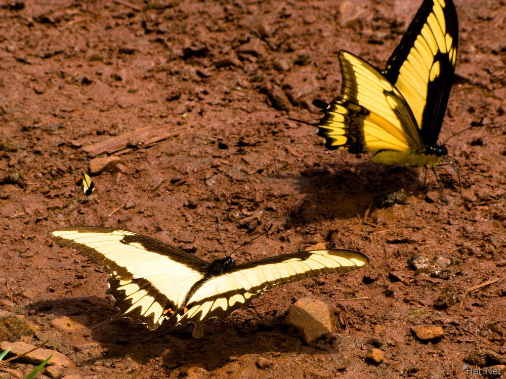 iguazu butterfly