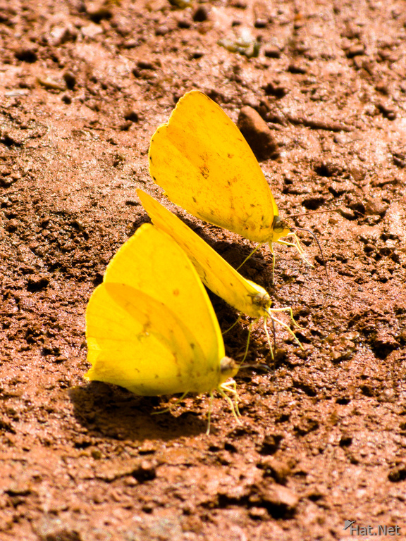 butterfly threesome