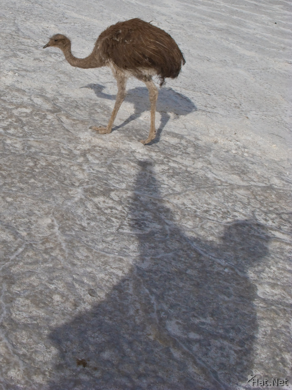 emu and my shadow