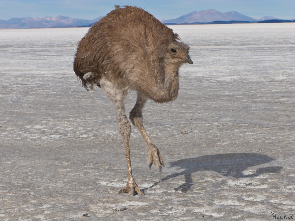 emu in salt lake