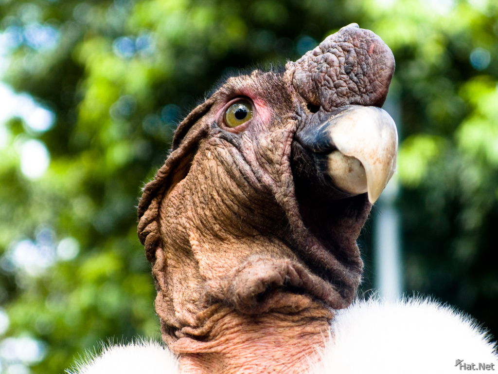 view--andean condor