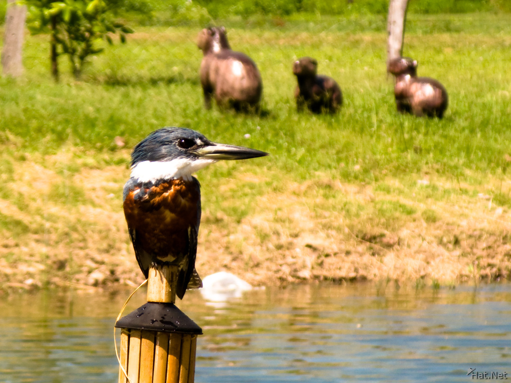 view--kingfisher in pantanal