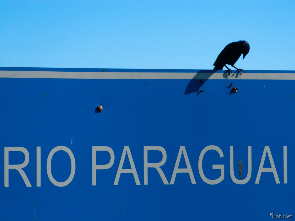 view--raven of rio paraguai