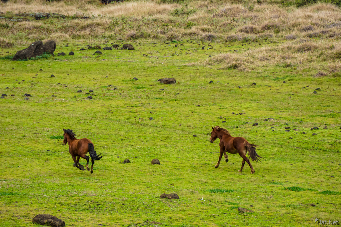 Rano Raraku  wild horses