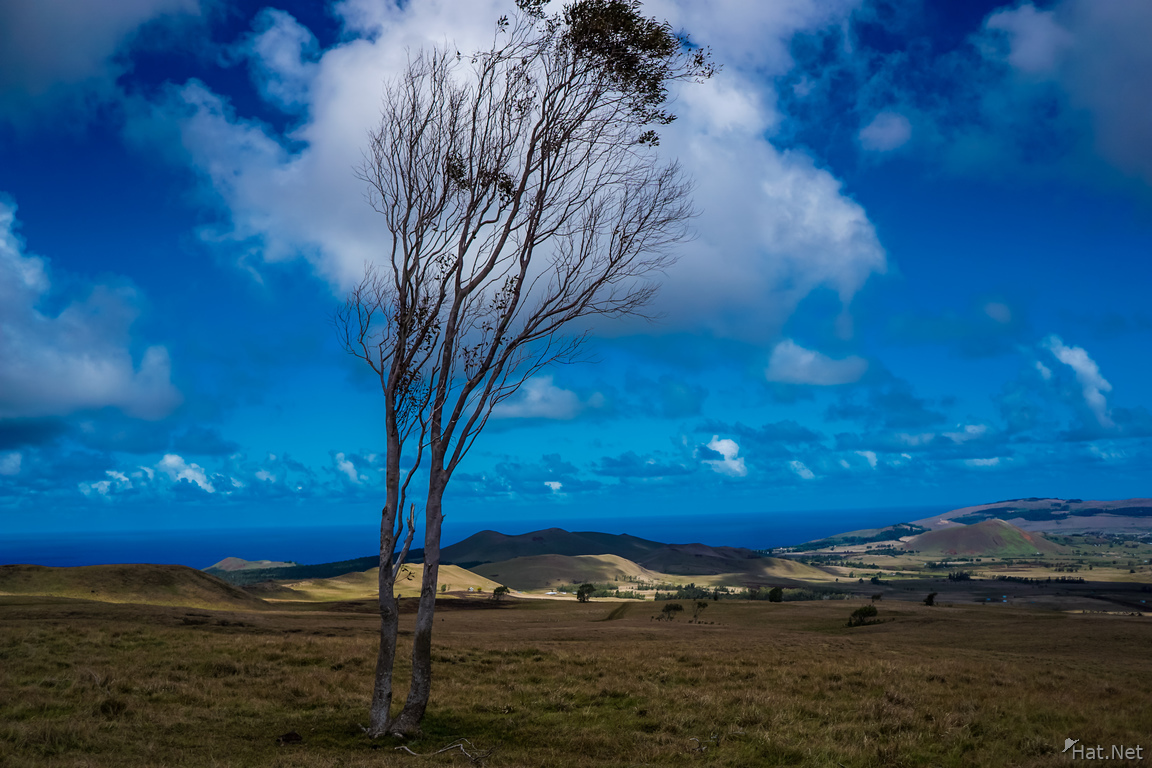Windy Tree of Terevaka Hill