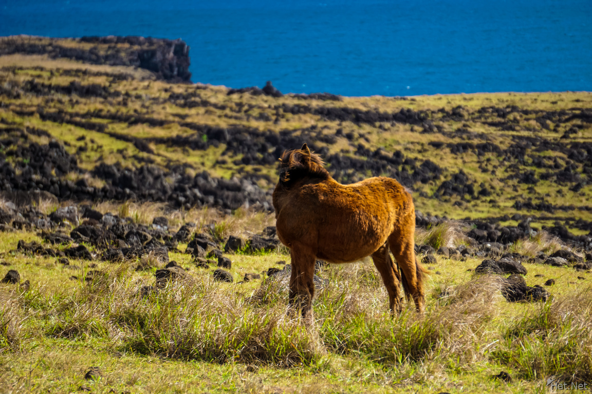 Wild horses of Easter Island Self Pity