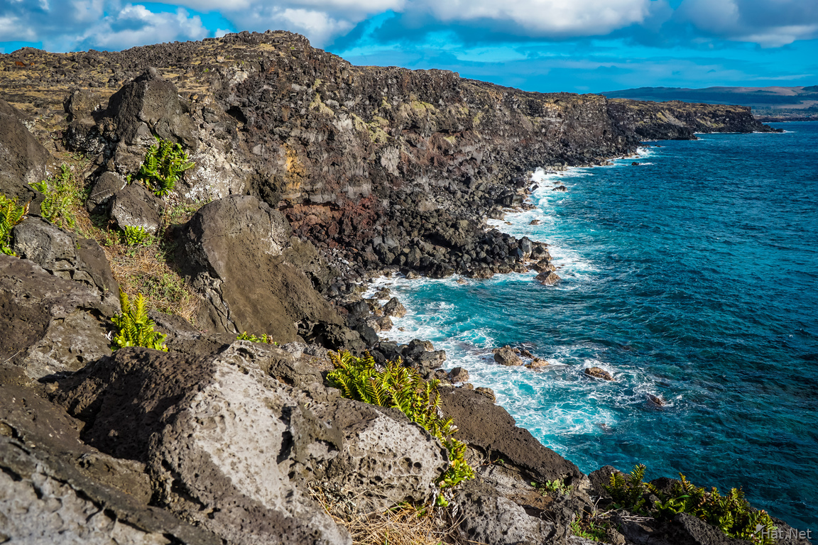 Wild Horse Smell Butt Moais Easter Island 2015