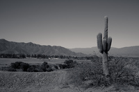 cactus view Cachi,  Salta,  Argentina, South America