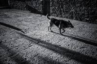 Lonely Dog San Pedro de Atacama,  Región de Antofagasta,  Chile, South America