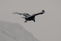 Vulture of Arica Arica,  Región de Arica y Parinacota,  Chile, South America